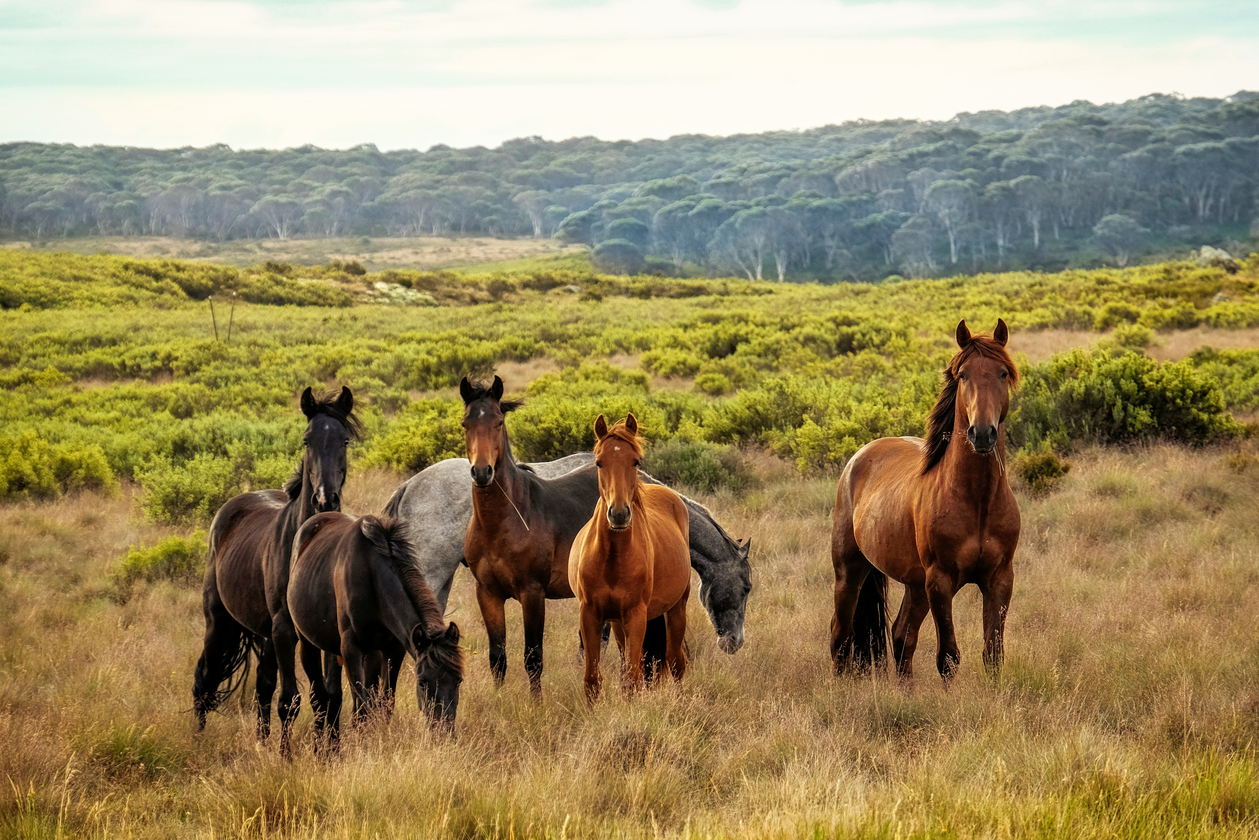 horses grazing in green pasture with trees in the background