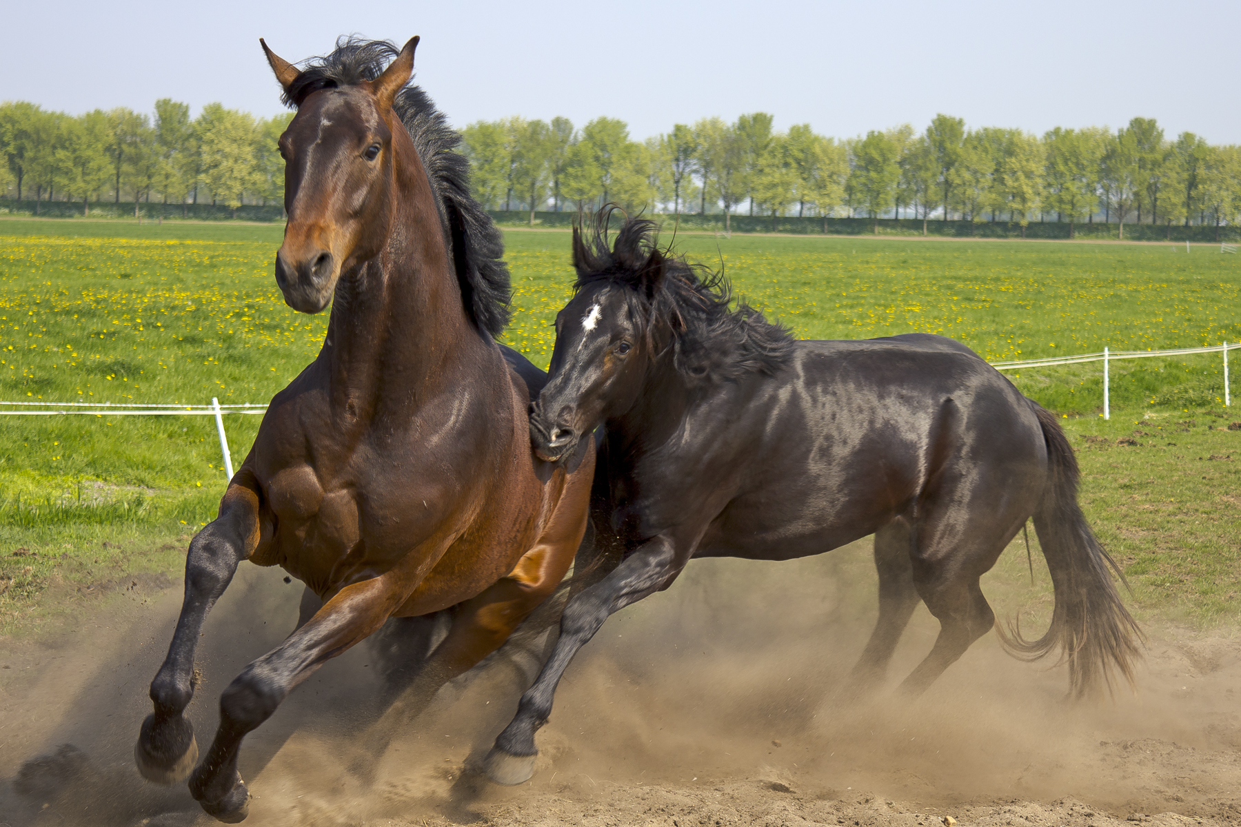 two horses running in a green pasture
