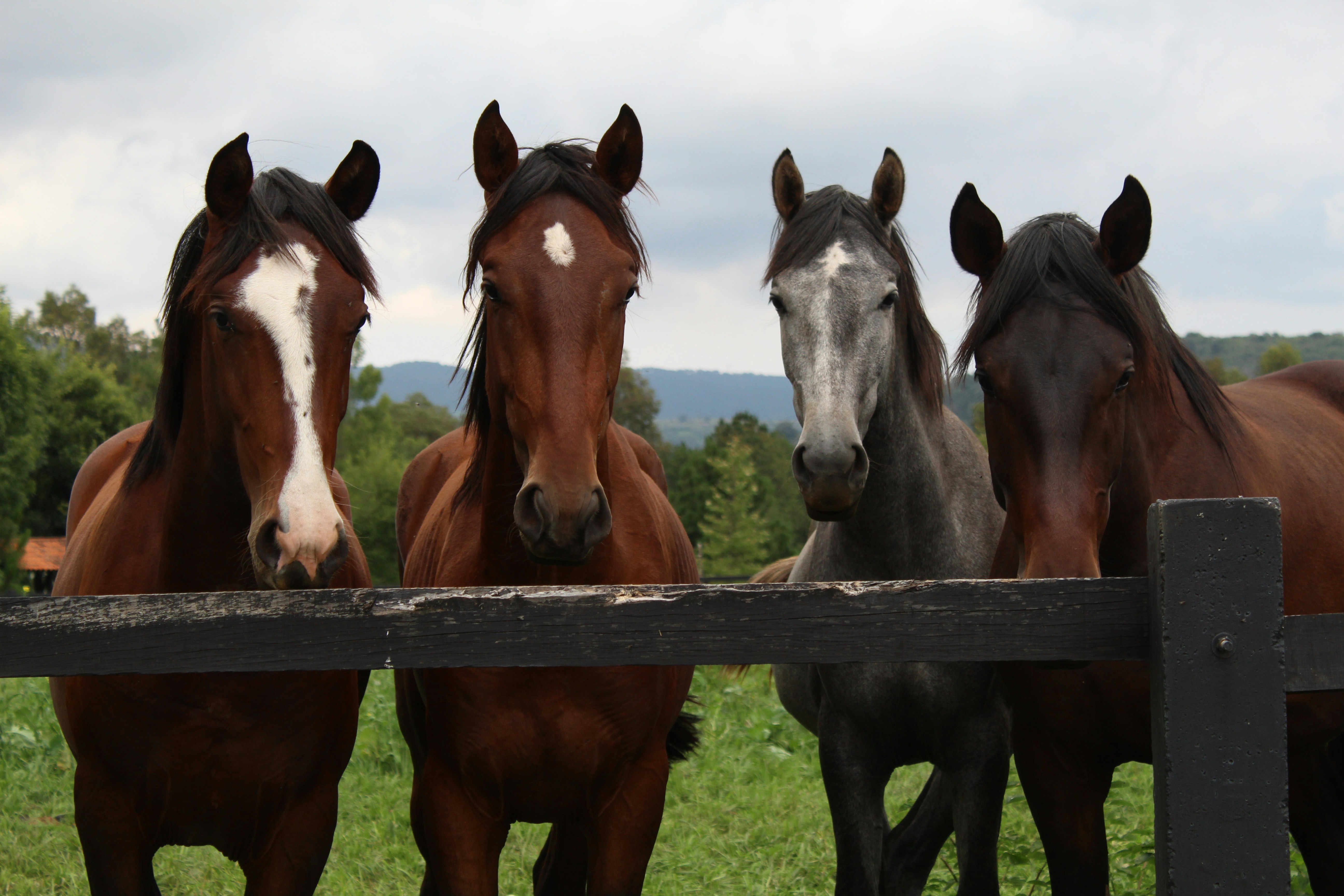 horses standing behing wooden fence